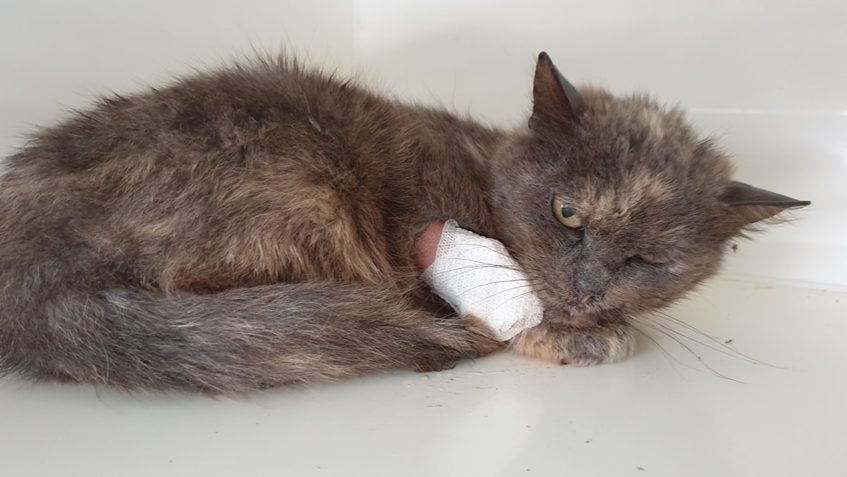 MONA  - další z babiček...