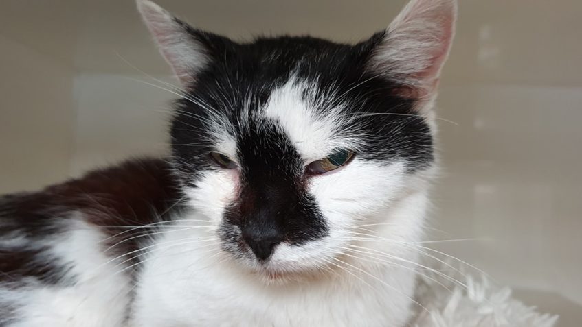 NAŠE KOČIČÍ BABIČKA DOSTALA JMÉNO JINDŘIŠKA...