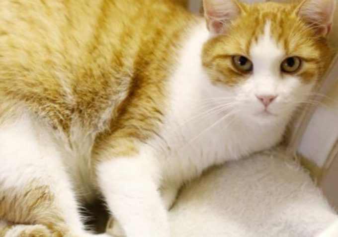 Ondrášek ze Sluníčka - Kočičí přání