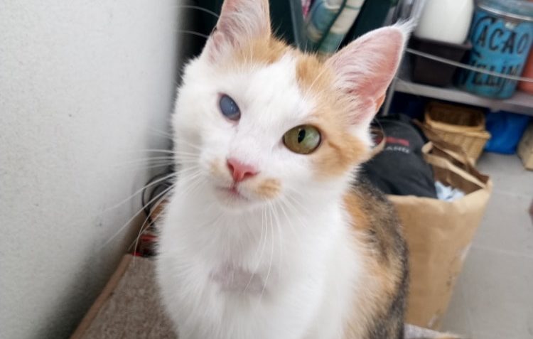 POPINKA  MÁ V SOBĚ BROK...