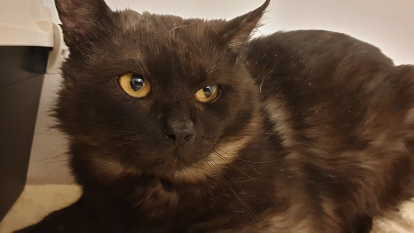 POSLEDNÍ VĚDOMICKÝ ÚLOVEK...