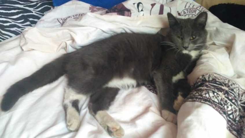 PROSÍME O POMOC S NALEZENÍM KOČIČKY LUCINKY...