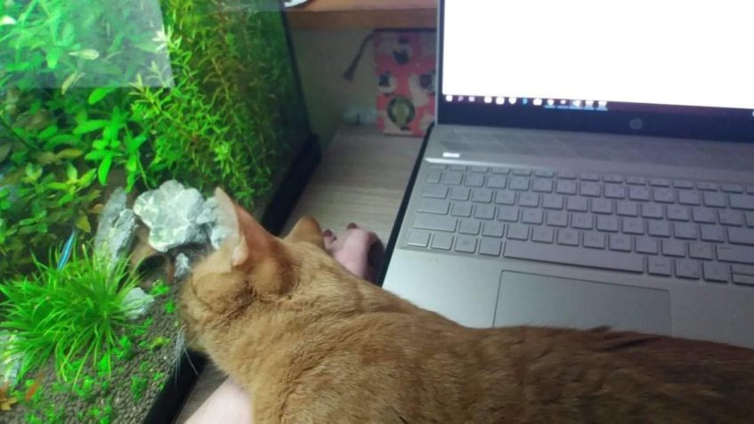 PÁR FOTEČEK A POZDRAV OD KOCOURKA  DADÝŠKA ( u nás Deštíčka)...