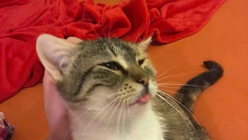 SOBOTU SI UMÍ UŽÍT I ROZÁRKA...