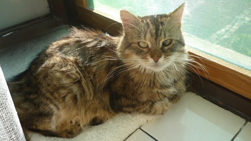 STÁNÍK alias BERTÍK...