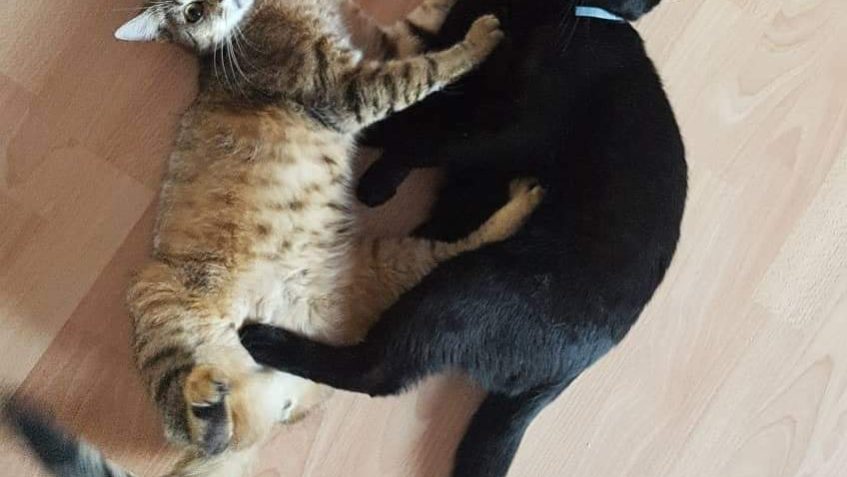 STÝV v novém COOKIE...