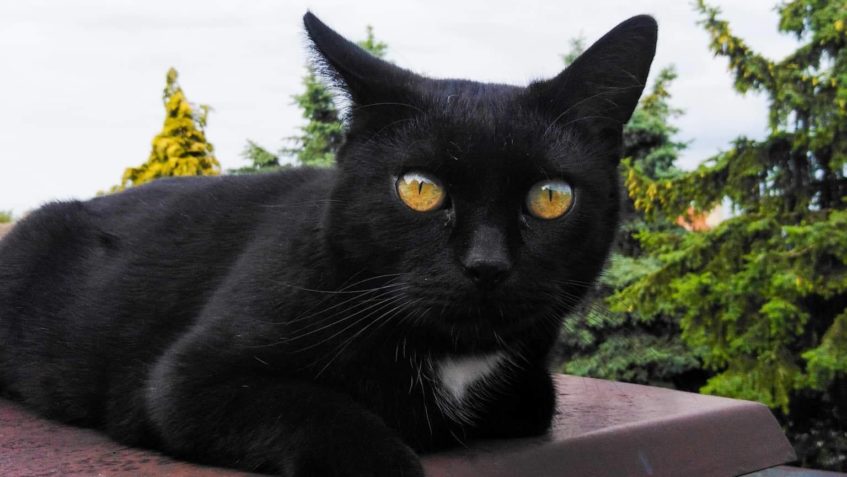 U  nás BOBEŠ doma AKIL...