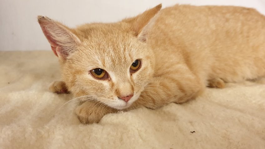 VČERA HODINU  PO PŮLNOCI JSME PŘIJALI TUTO KRASAVICI...