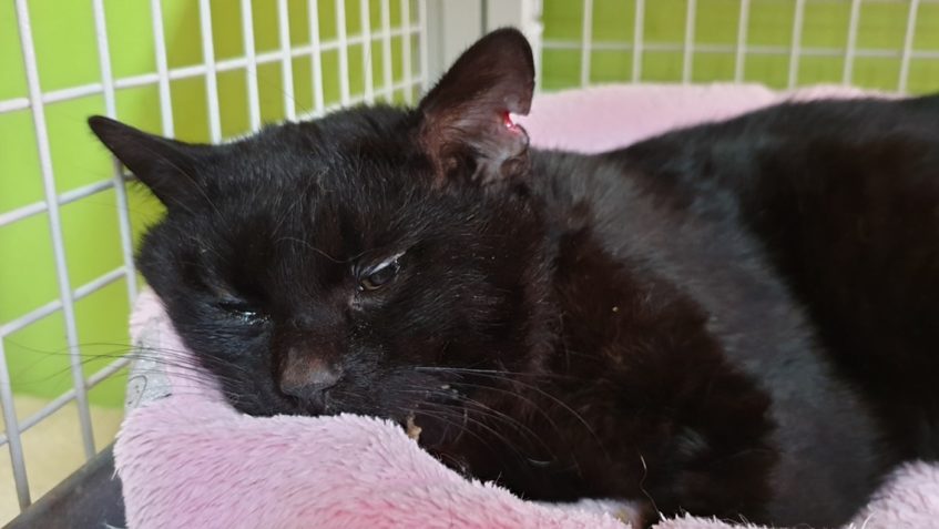 VČERA JSME TAKÉ PŘIJALI TOHOTO BEZPRIZORNÍHO ČERNOUŠKA...