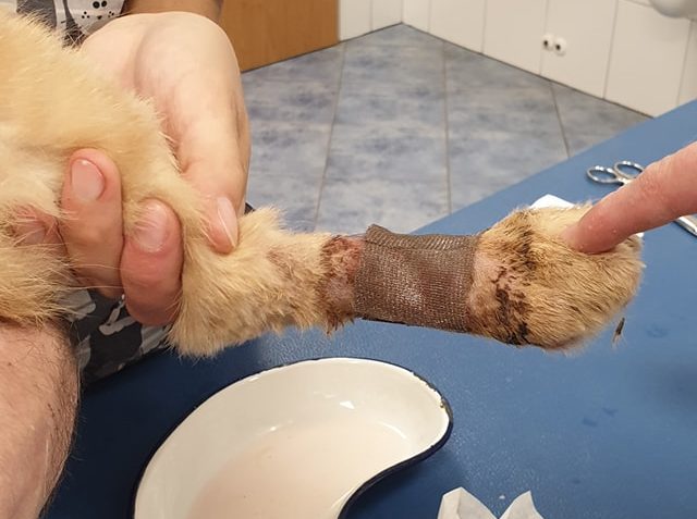 WARRIORKA  JSME VČERA VEZLI NA KONTROLU...