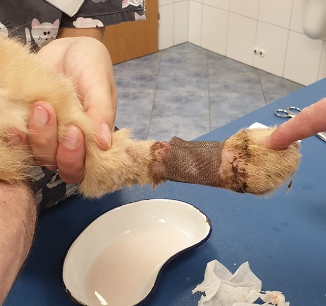 WARRIORKA JSME VČERA VEZLI NA KONTROLU...