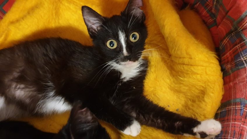 ZVĚDAVÍ PACIENTI  & STRAŠPYTLÍCI...