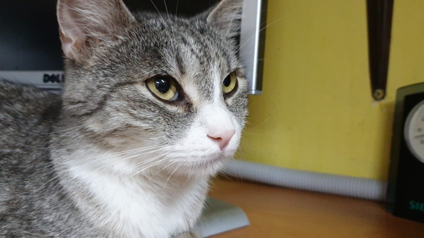 ÚŽASNÝ KRASAVEC MAIGRET...