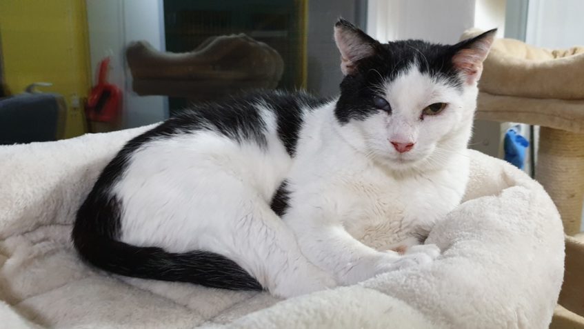 ŠMUDLA - MOULA JE OPRAVDOVÉ KOČIČÍ ZLATO...