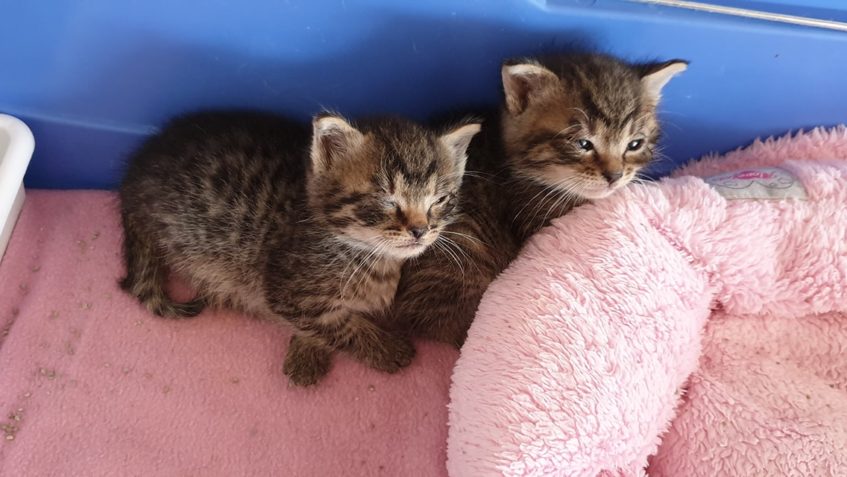 DALŠÍ DNES PŘIJATÁ 2 KOŤÁTKA...