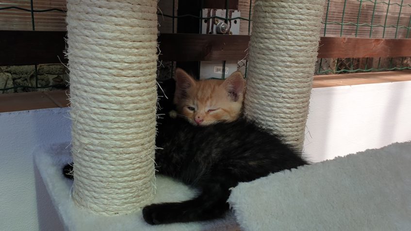 DALŠÍ DVĚ KOŤÁTKA   Z 25  CHLUPÁČŮ, PŘIJATÁ V RÁMCI  POMOCI ...