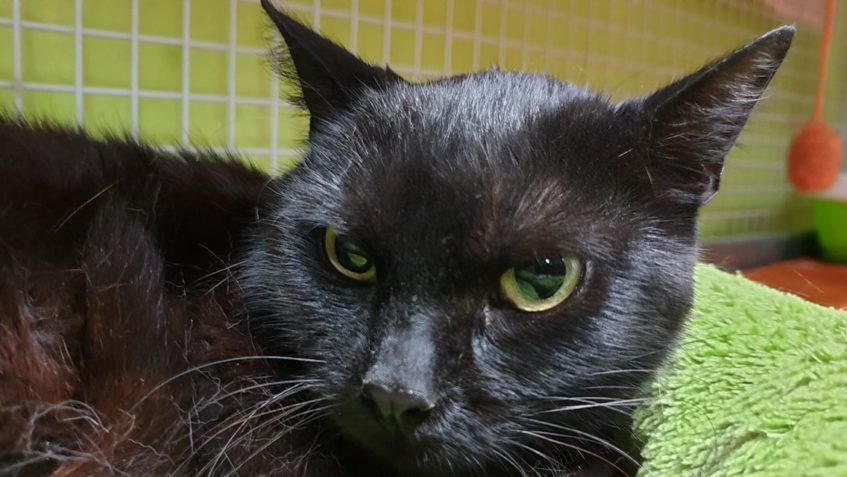 DNES PŘIJATÁ KOČIČKA PETRUŠE...