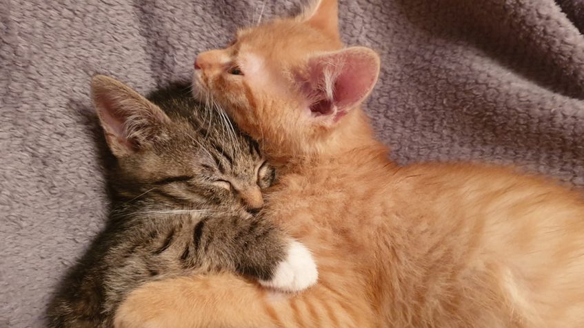 DOBROU NOC   BŘÍŠKA MÁME PLNÁ A JDEME SPÁT