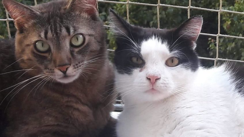 FIDOUŠEK (u nás HLINÍK)   a CHARLIE...