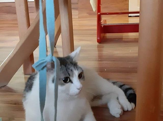 HAŠIŠKOVI SE V NOVÉM MOC LÍBÍ...