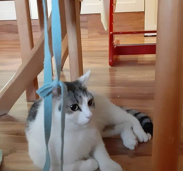 HAŠIŠKOVI SE V NOVÉM MOC LÍBÍ...