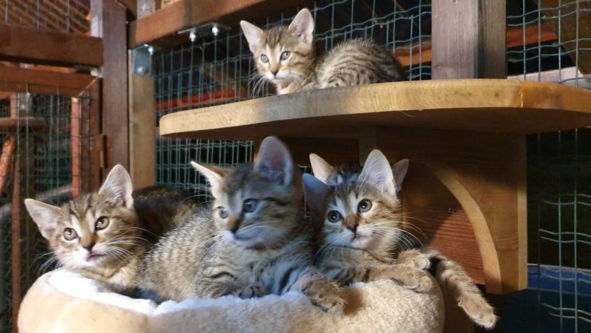 KOTĚCÍ DROBOTINA OD MAMINKY BAZALKY...