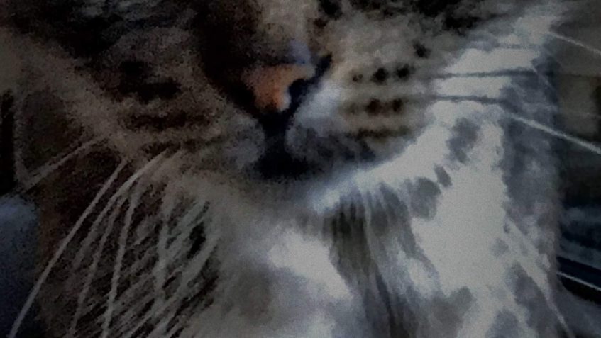 KOČIČKA NORMA SE S RODINOU BUDE BRZY STĚHOVAT DO NOVÉHO...