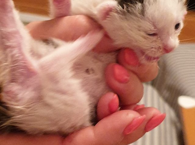 KOŤÁTKA JEŠTĚ S PUPEČNÍ Šňůrou...