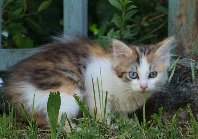 Krmení pro toulavé kočky - Kočičí domov Sluníčko z.s. - Kočičí přání