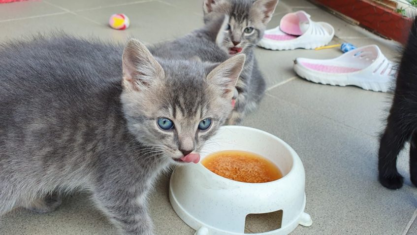 MŇAM, MŇAM TO SI DÁME , KUŘECÍ POLÉVKA JE BEZVA