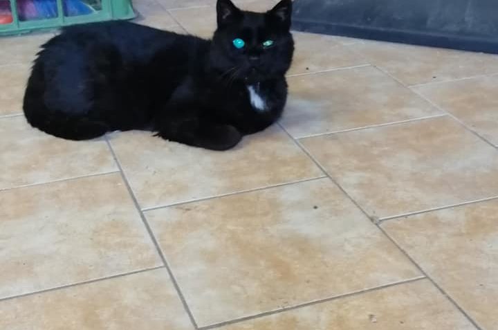 V Roudnici se ztratil tento kocourek, prosím o sdílení....