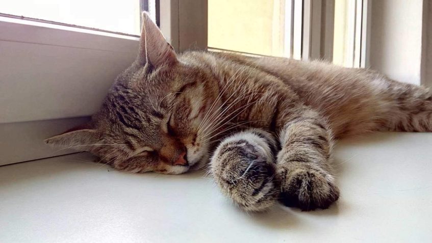 VILEMÍNA v novém JOSEFÍNKA  alias královna gauče...