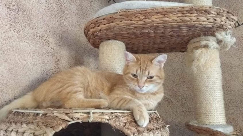 ZLATÁNEK alias THINGOLTEK...