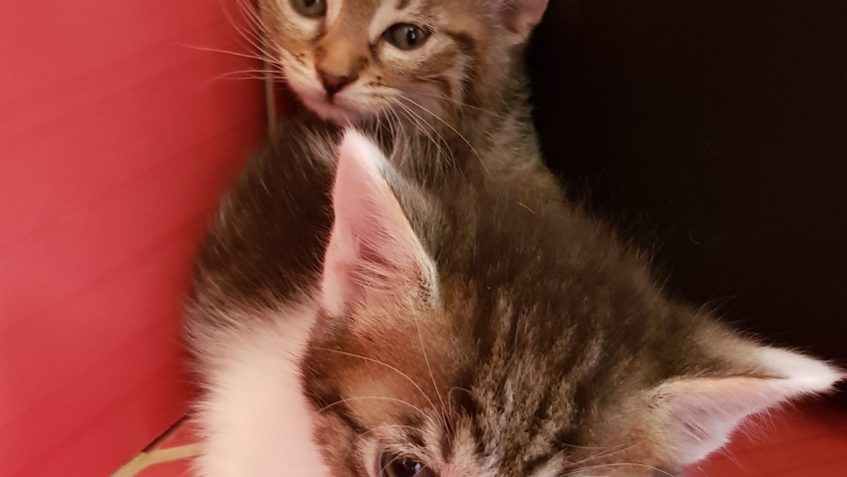 Zpravodajství od 6. do 14.6.2019...