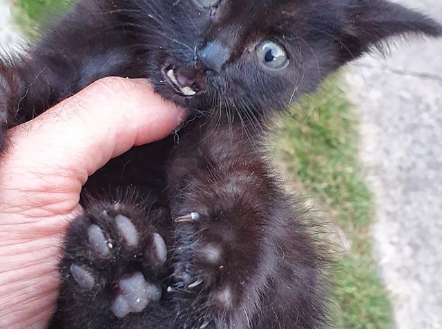 malá "obyčejná" černá ŽÍŽA...