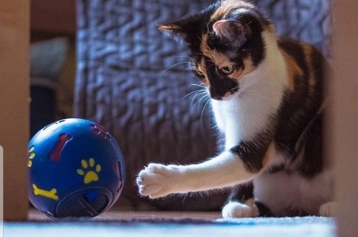 ÚŽASNÁ  CHARLIE V NOVÉM DOMOVĚ...