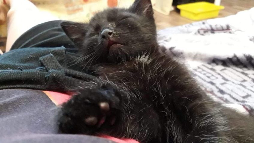 ČMOUDÍK /RITCHIE...