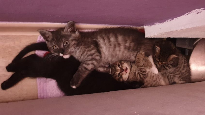 ČMOUDÍK (černý), NIKOTÝNKA (kouřová), MUŠKÁTEK (mourek), PET...