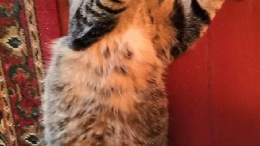 ASTONEK /MÁCA Z DOMOVA...