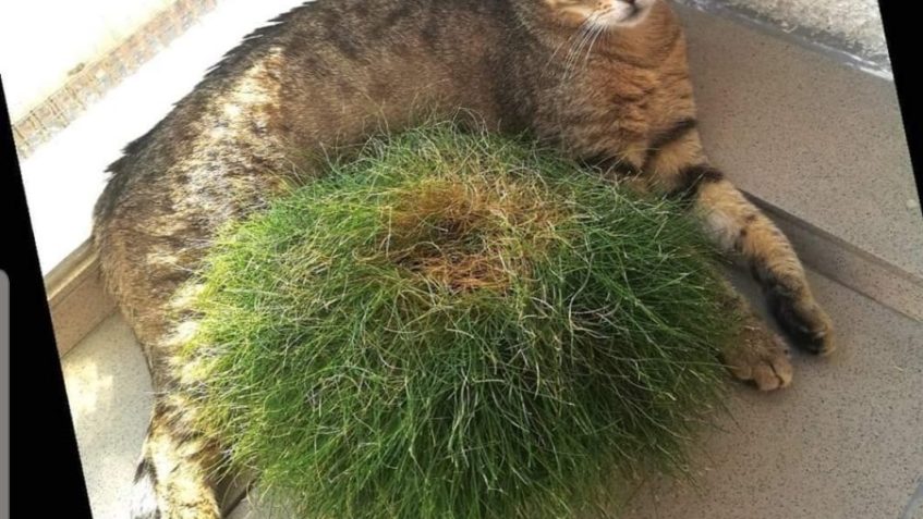 BALKONOVÝ POZDRAV POSÍLÁ I ŠILHÁNEK...