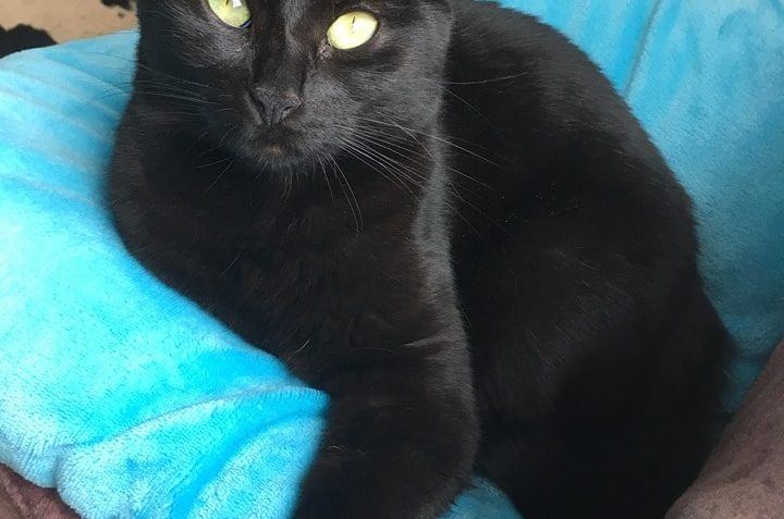 CIRI alias POLDINKA...