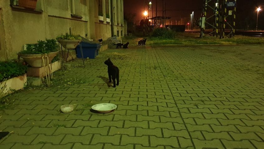 DVĚ ČERNÉ PUMY ÚSPĚŠNĚ VYPUŠTENY A JEDNA ODLOVENA...