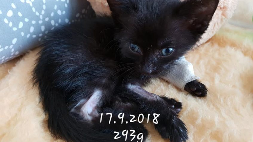 Dnes slaví své první narozeniny náš velký bojovník Jajo – Ja...