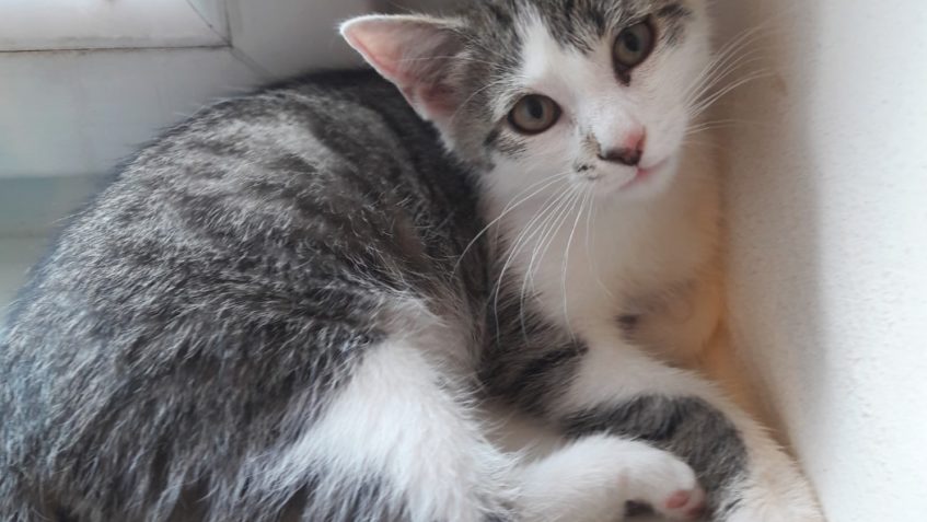 GRANÁTEK alias FILÍPEK...