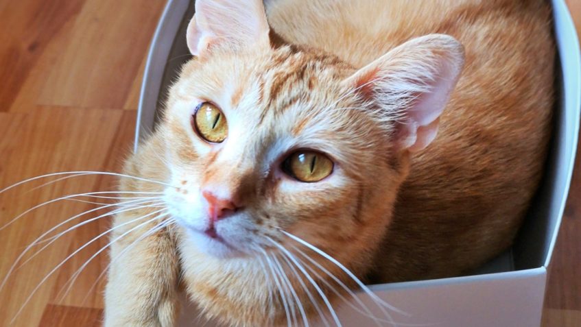 JANTÁREK Z TRAVČIC...