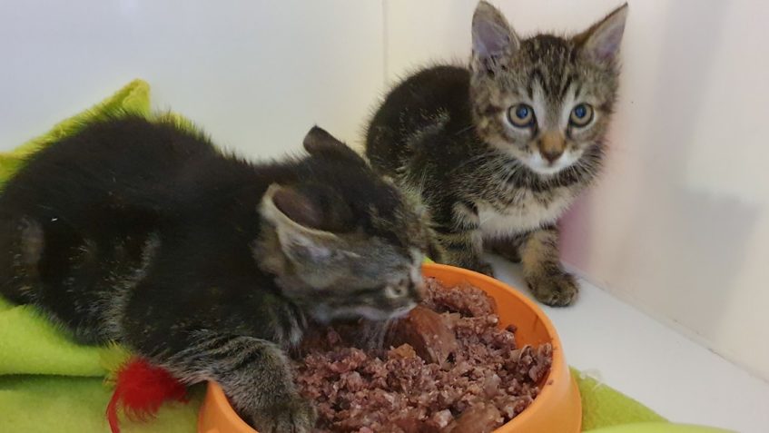 KLUCI SE SBĚROVÉHO DVORA...