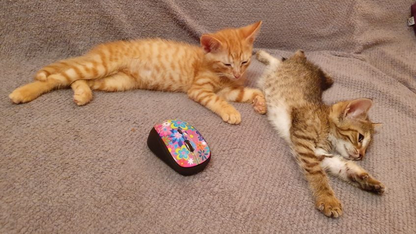 KOŤATA PLAMÍNEK A BAGETKA LOVÍ SVOJI PRVNÍ MYŠKU...