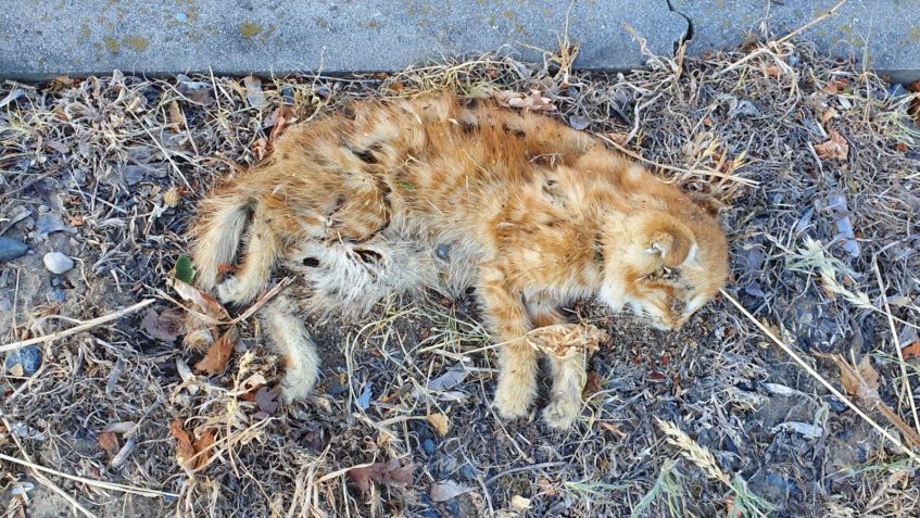 KOŤÁTKO A LIDSKÁ BEZOHLEDNOST...