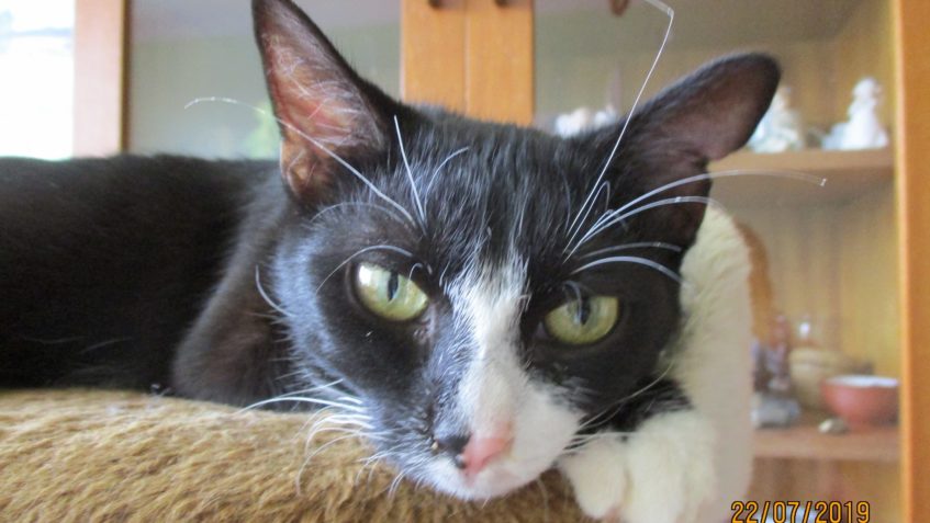 MAZLÍK V NOVÉM DOMOVĚ BODUJE...