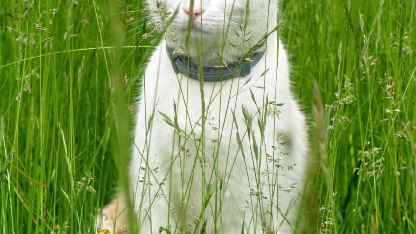 MÁJA , dříve ZLATOVLÁSKA...